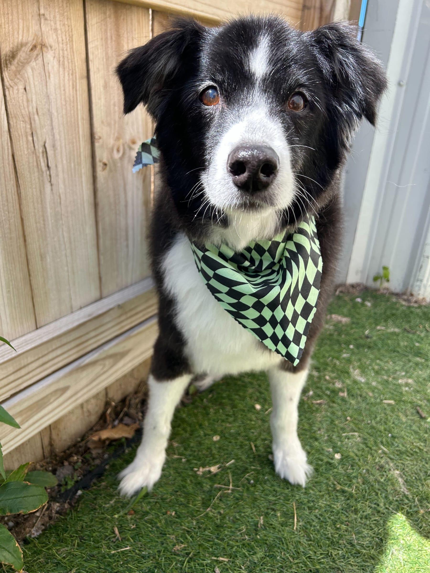Alert Border Collie trusting our compassionate grooming for Madison area pets at River Paws