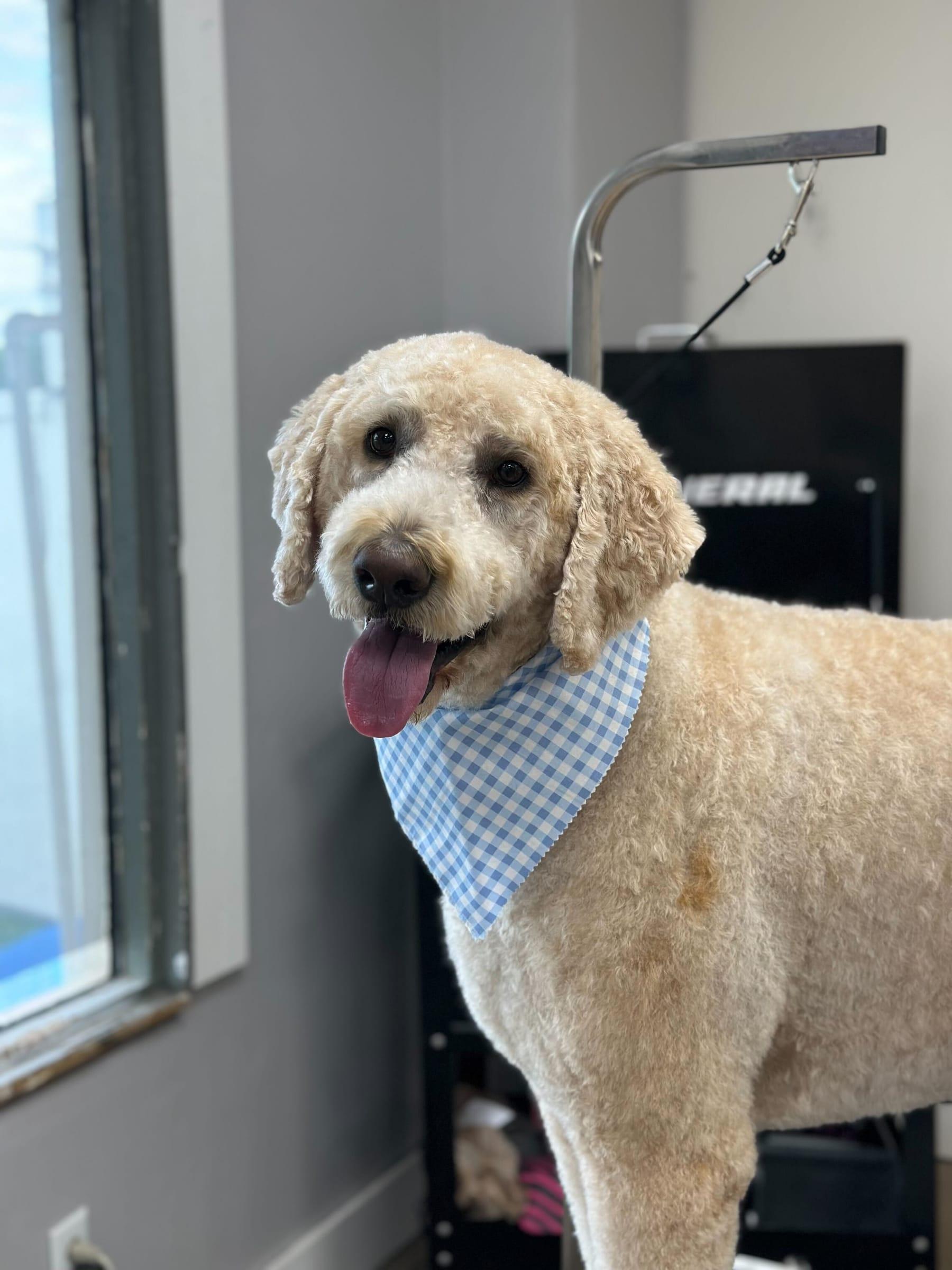 Beaming Goldendoodle building relaxing during compassionate grooming near DeForest at River Paws