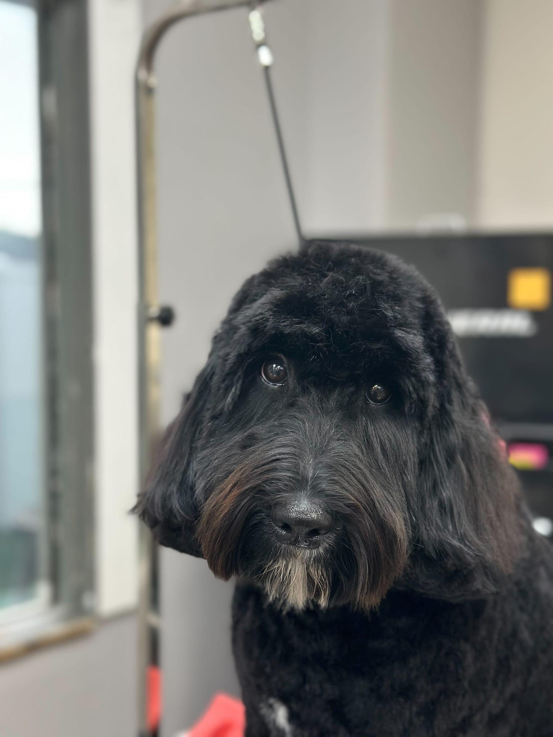 Serene black Goldendoodle enjoying gentle expert styling at River Paws Waunakee, Wisconsin