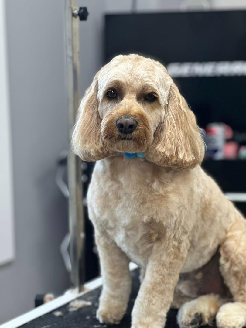 Calm cockapoo enjoying the grooming experience