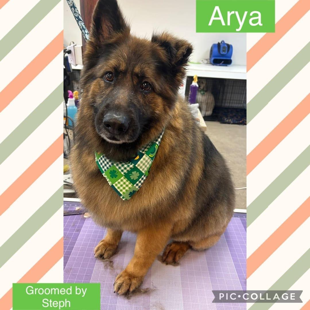 A freshly groomed German Shepherd dog calmly sits in a grooming salon in Waunakee, ready for River Paws adventures.