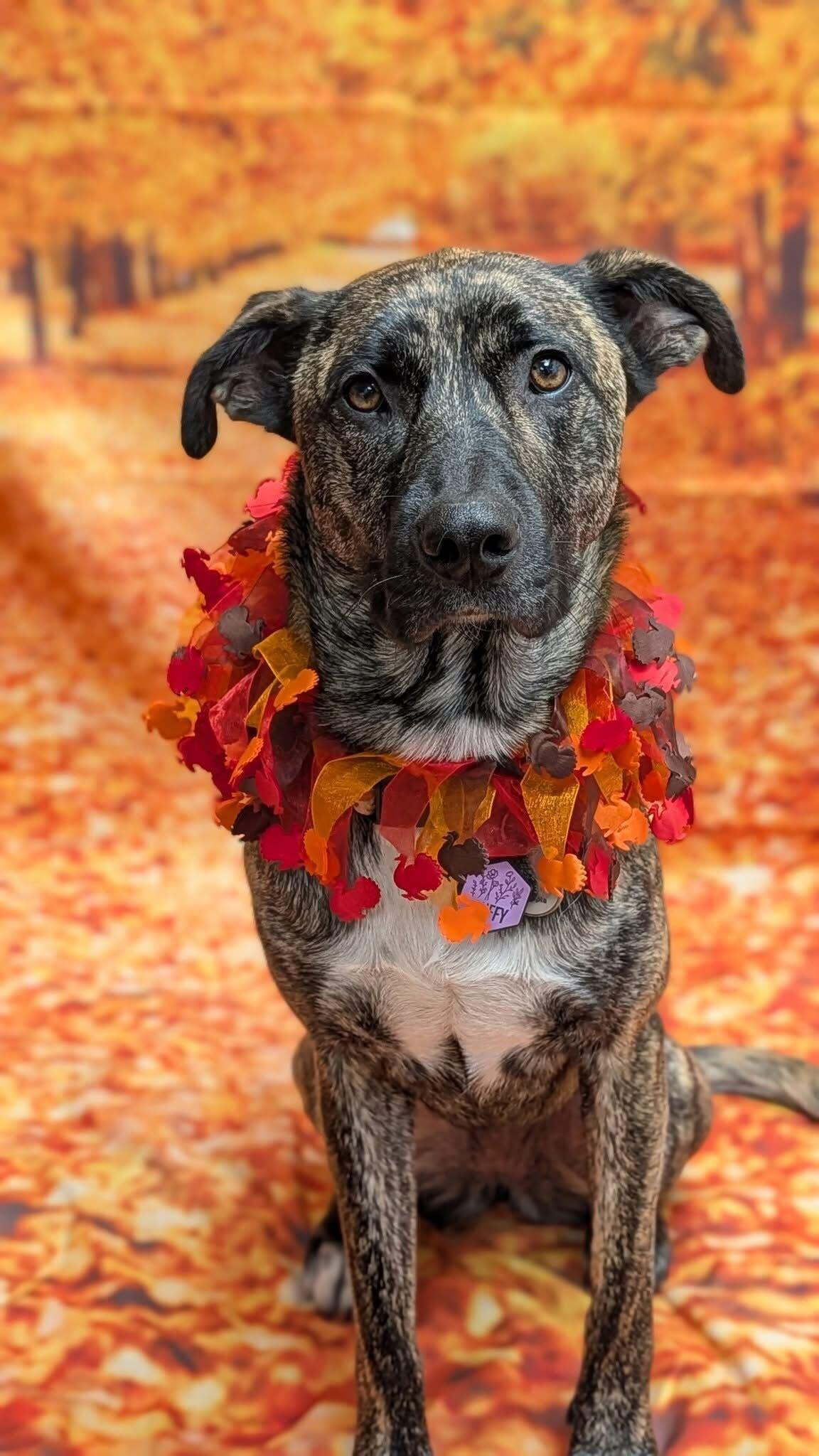 Stoic brindle dog thriving with compassionate spa-quality grooming at River Paws Waunakee, Wisconsin