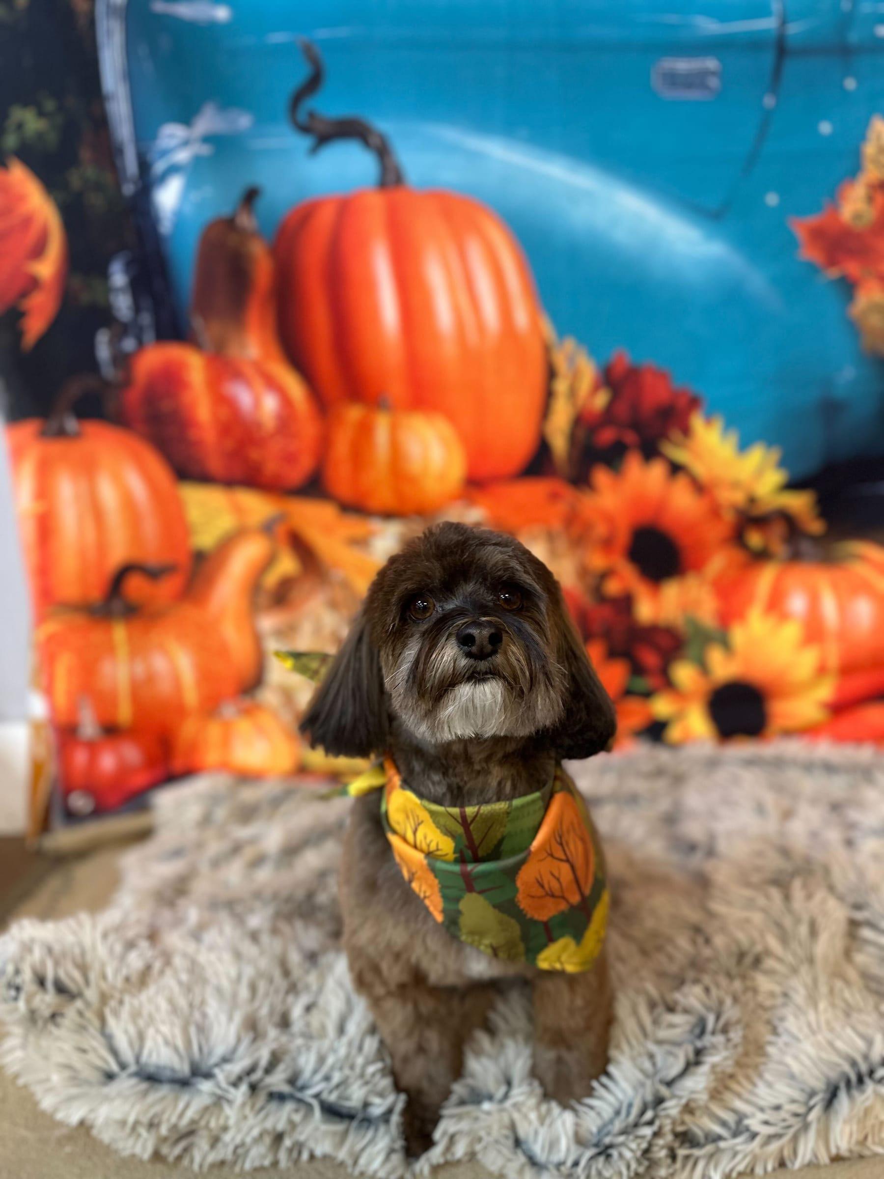 Festive Havanese mix trusting our compassionate grooming for Sun Prairie area dogs at River Paws