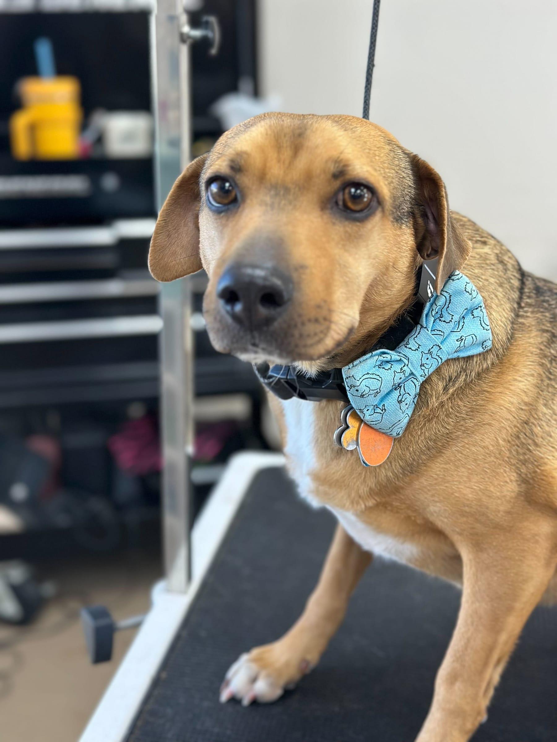Dapper hound mix relaxing during skilled grooming care for Middleton area pets at River Paws