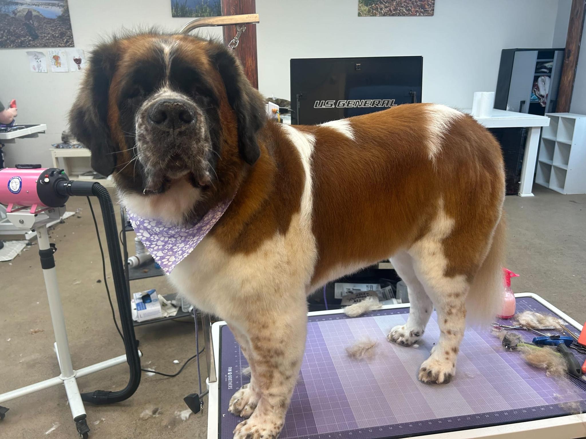 Gentle Saint Bernard getting pampered with professional grooming at River Paws