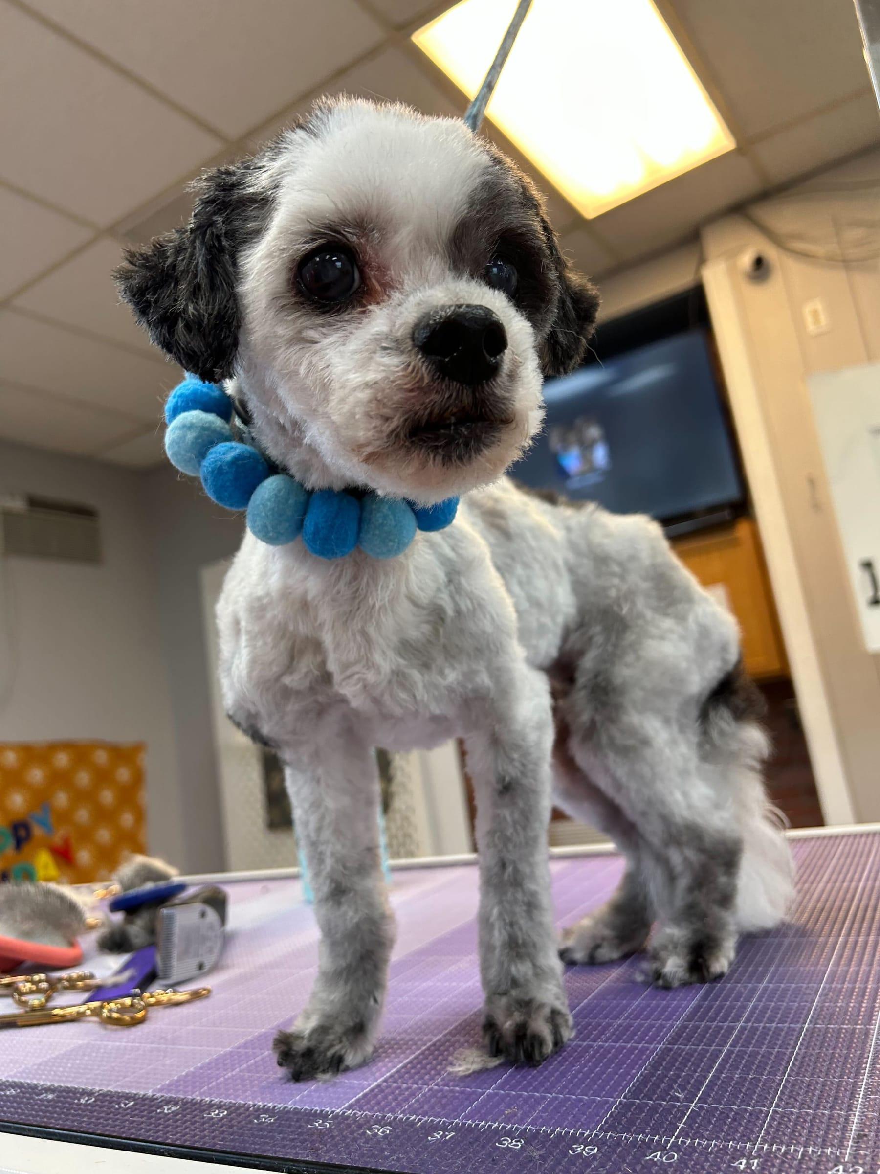 Attentive dog with receiving expert Madison dog grooming at River Paws