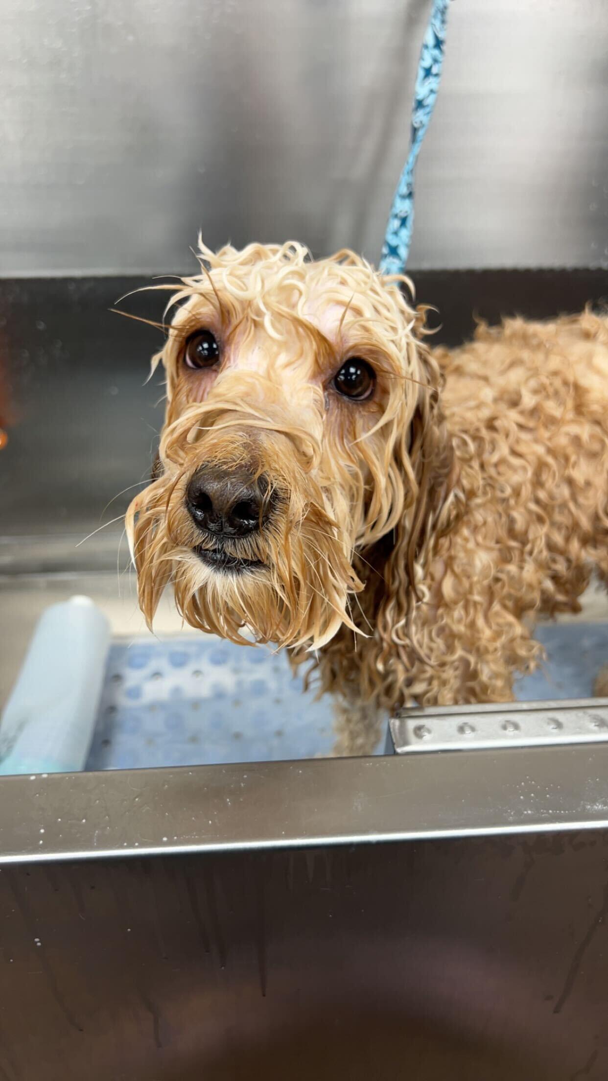 Wet Spaniel mix looking their best after professional grooming for Sun Prairie area dogs at River Paws