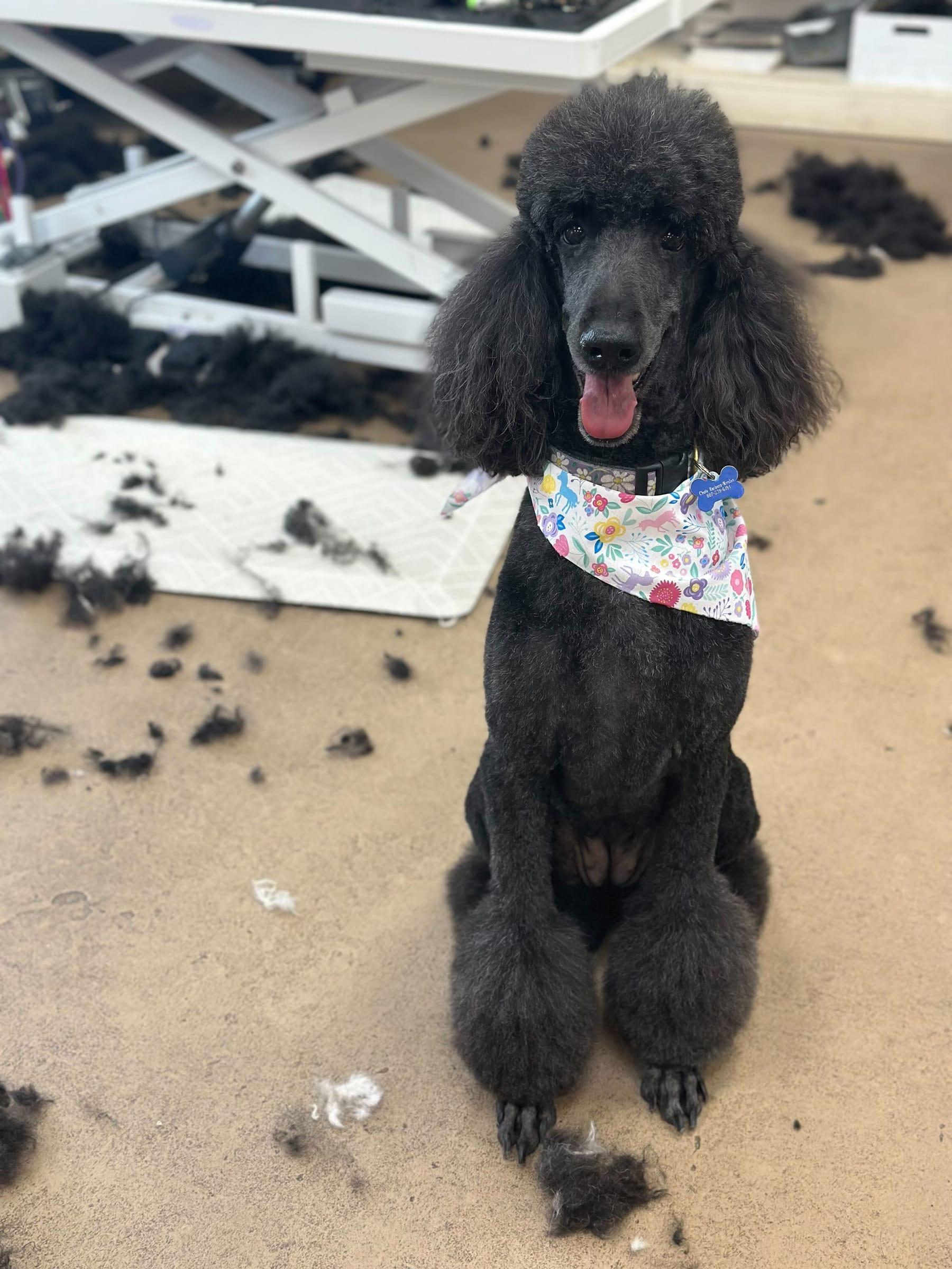 Regal Standard Poodle feeling confident with expert grooming at River Paws Waunakee, Wisconsin