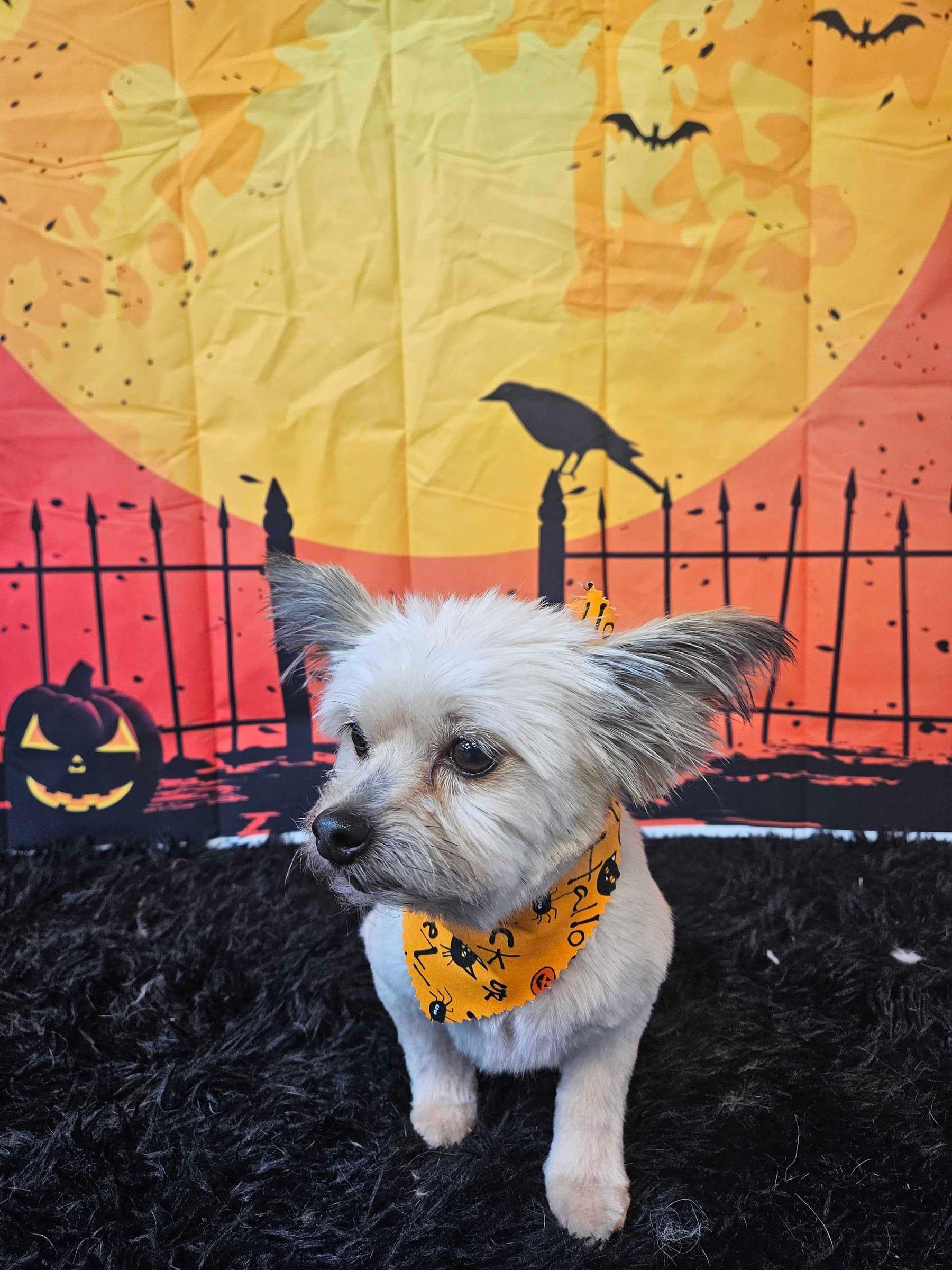 Spunky terrier mix mastering calm during curated celebrations for Madison area pets at River Paws