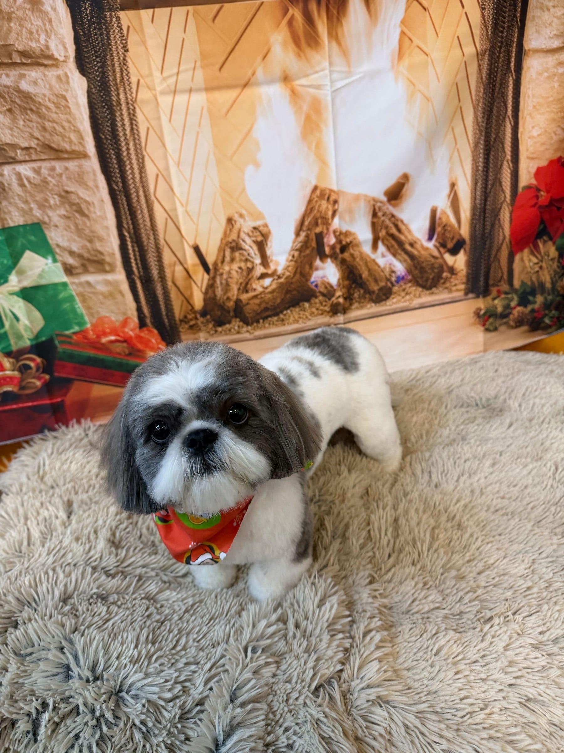 Festive Shih Tzu looking their best after professional grooming at River Paws Waunakee, Wisconsin