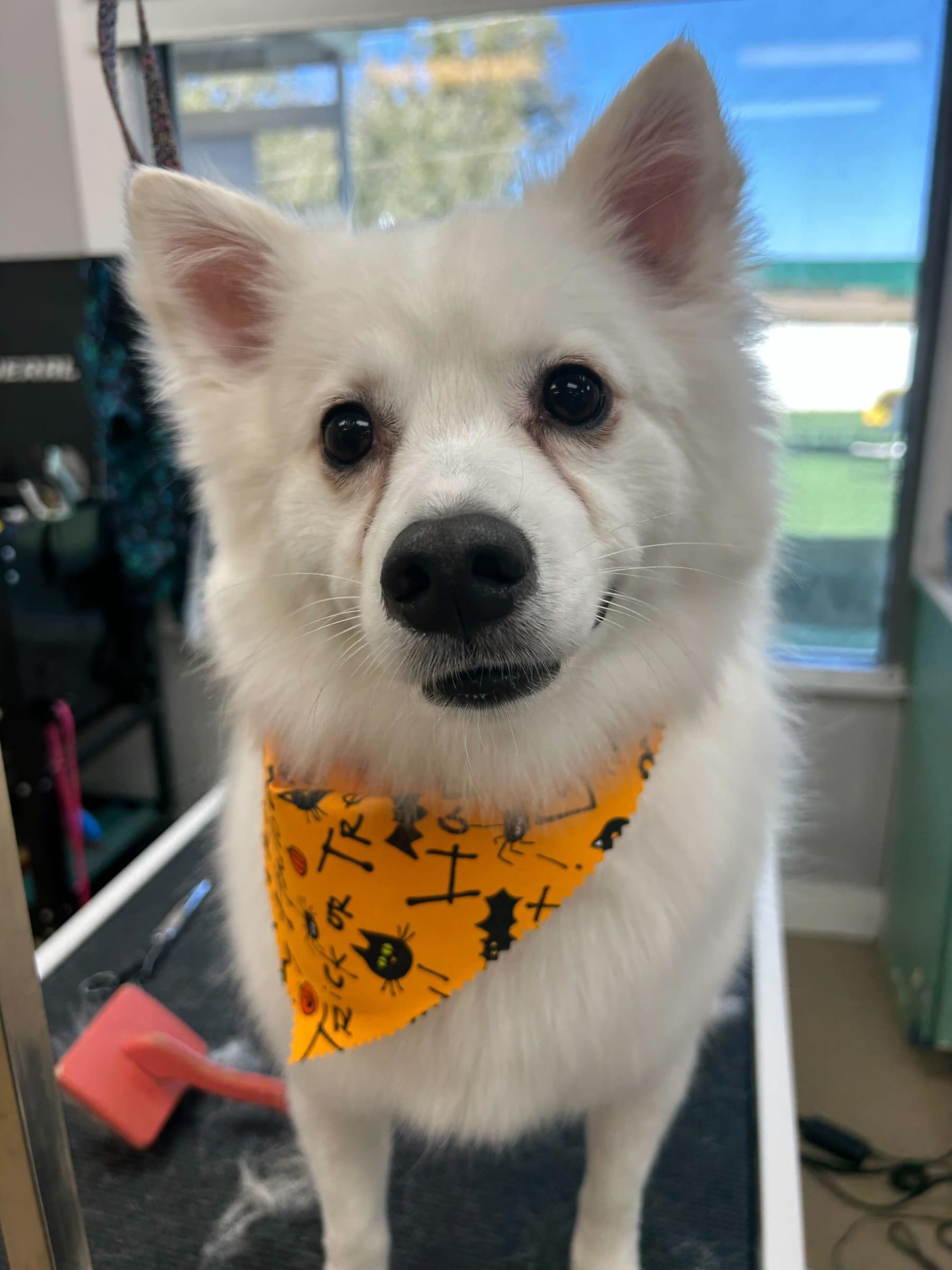 Festive American Eskimo receiving expert gentle grooming care serving Sun Prairie families