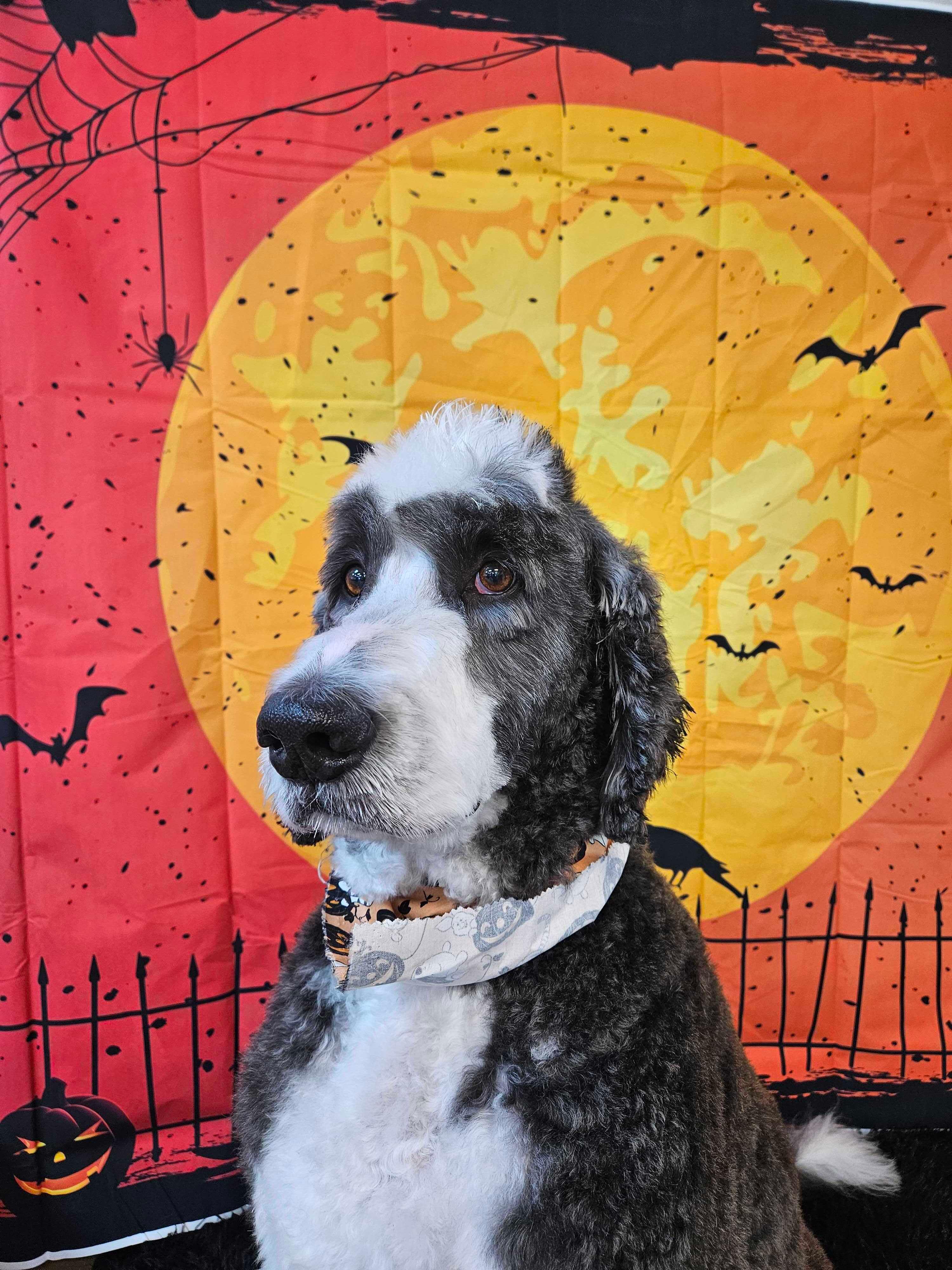 A festive Sheepadoodle smiles at the camera during a River Paws grooming session in Sun Prairie.