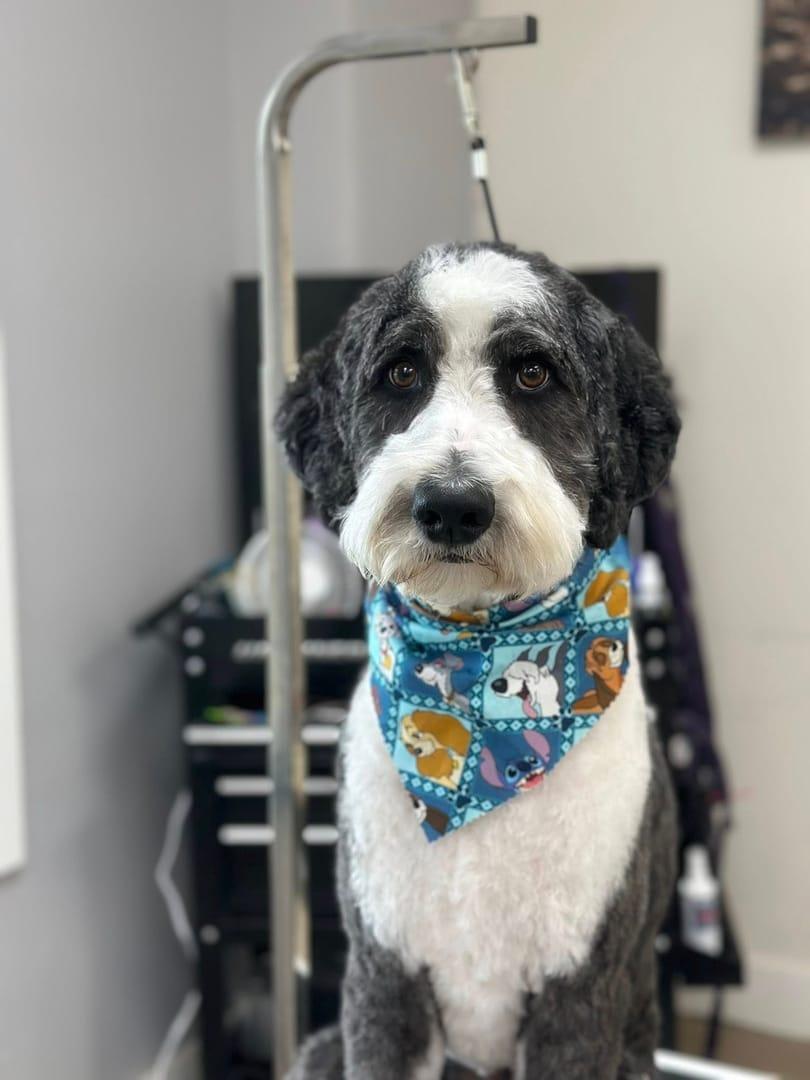 A freshly groomed black and white doodle dog calmly poses in a River Paws grooming salon in Waunakee, Wisconsin.