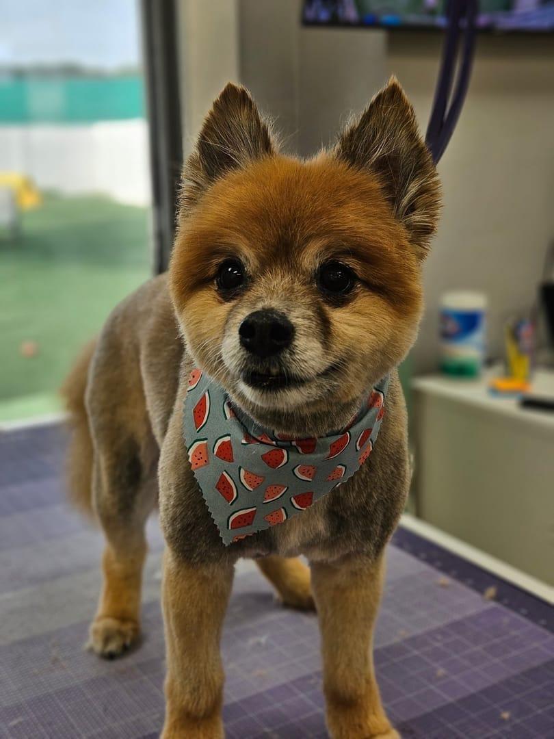 A happy, freshly groomed Pomeranian wearing a watermelon bandana at a River Paws grooming salon in Waunakee, Wisconsin.