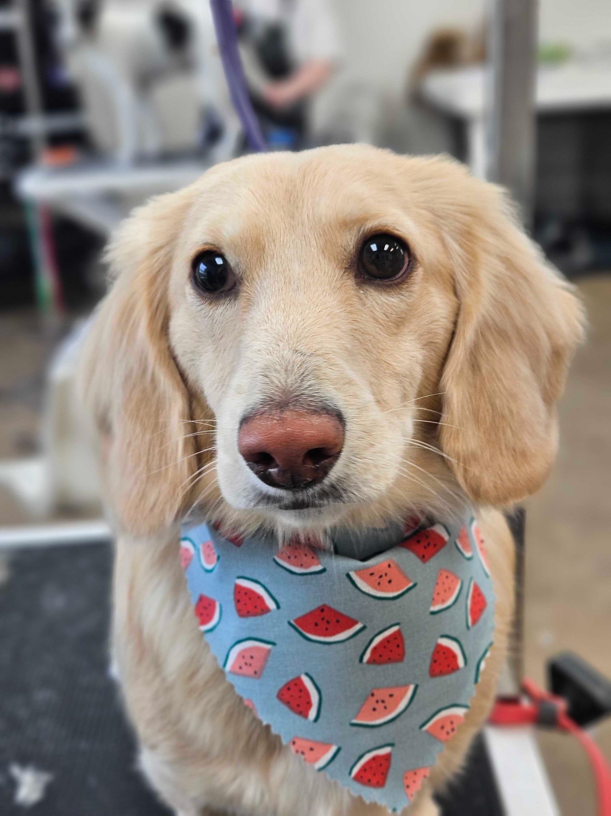 Calm golden dog shining after Madison dog grooming at River Paws