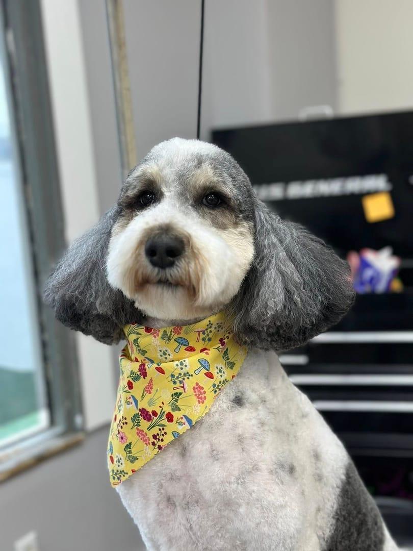 A freshly groomed Poodle mix dog wearing a nature-themed bandana, looking calm after a session at River Paws in Waunakee, WI.