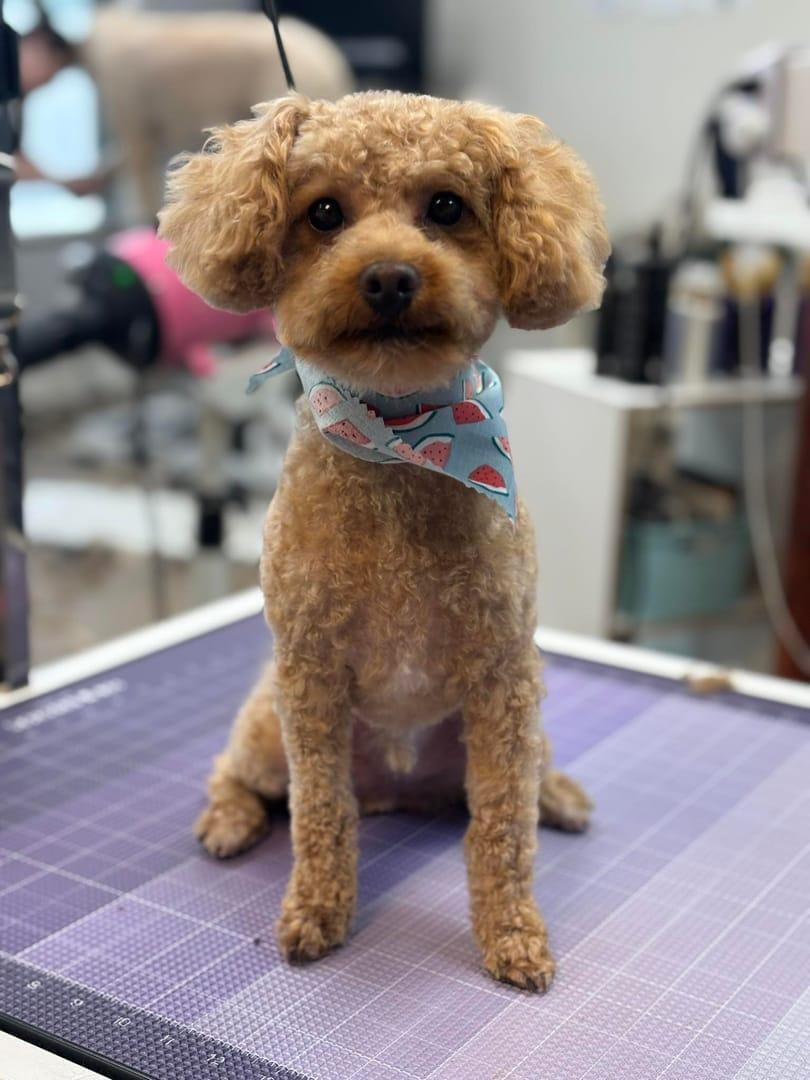 A freshly groomed Poodle mix sits calmly on a table after a River Paws grooming session in Waunakee, Wisconsin.