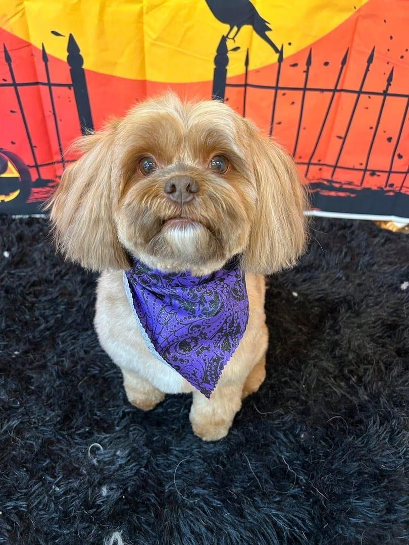 Freshly groomed Shih Tzu looking adorable