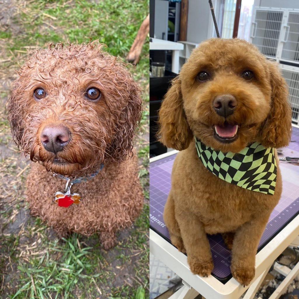 Before and after grooming transformation