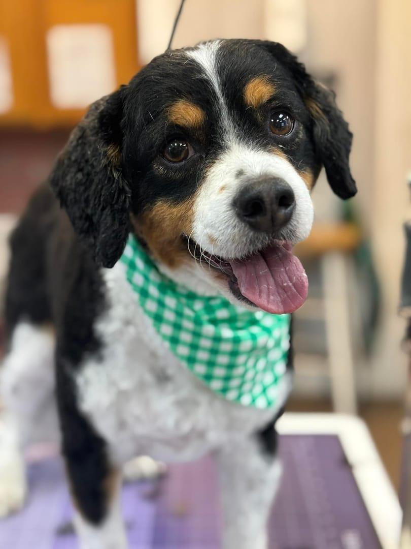 A happy Bernese Mountain Dog mix wearing a green bandana after grooming at River Paws in Madison, Wisconsin