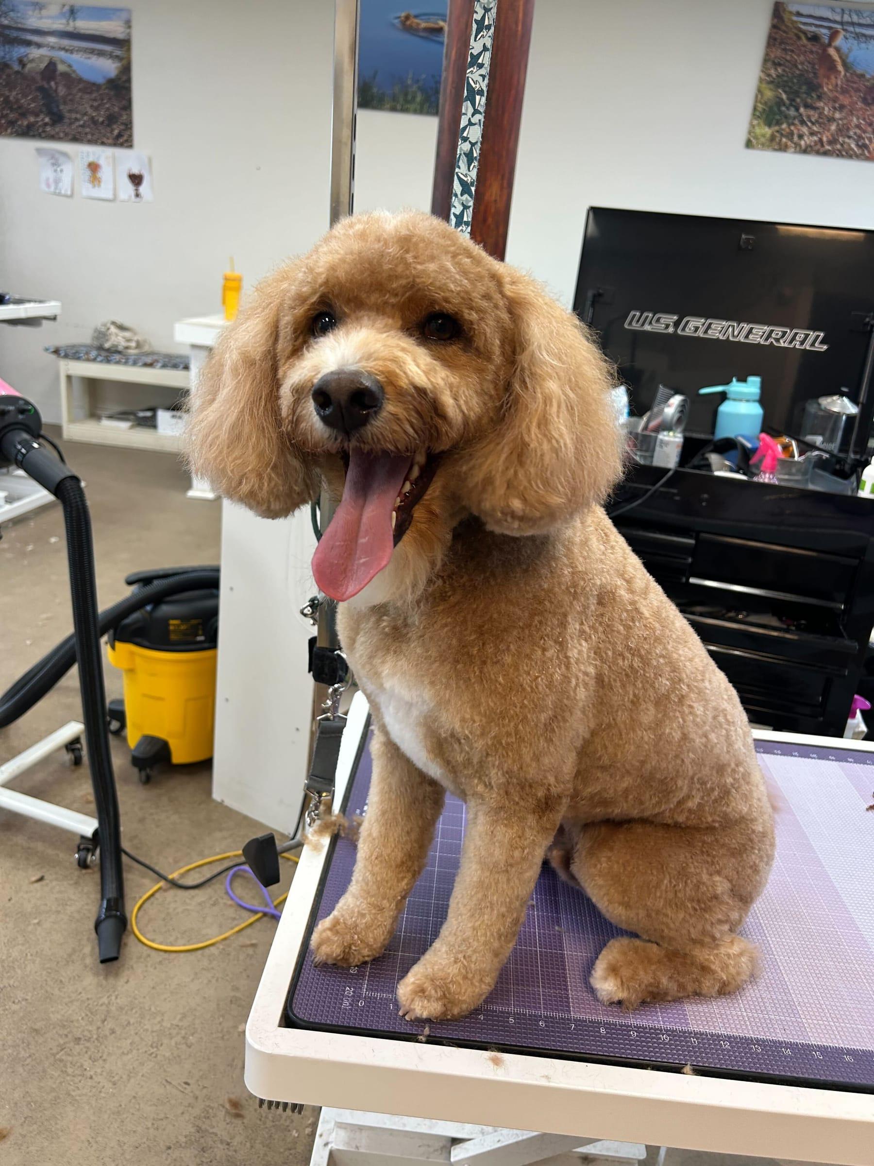 Happy Goldendoodle getting pampered with trusted grooming services at River Paws Waunakee, Wisconsin