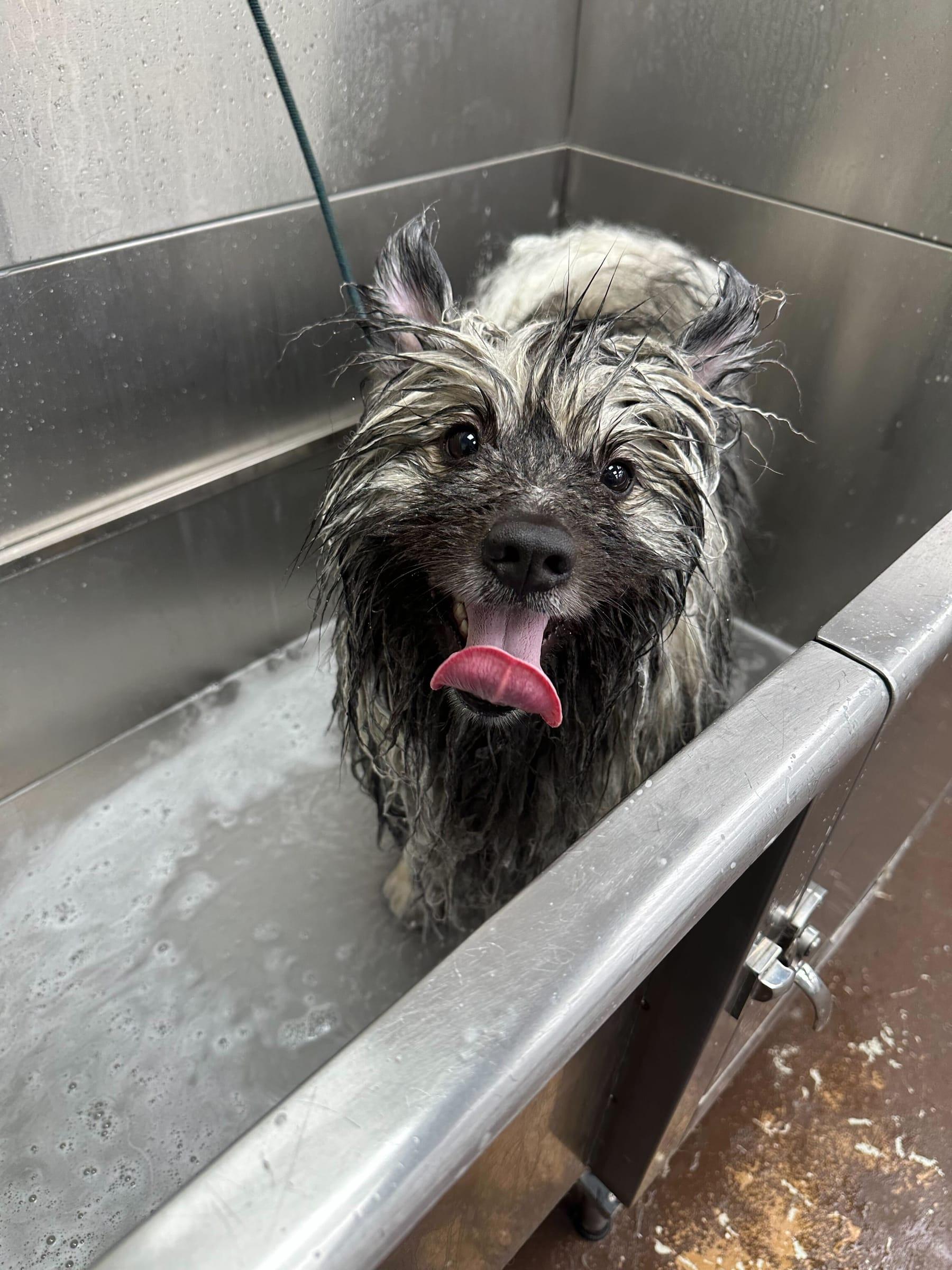 Happy wet terrier receiving expert Madison dog grooming at River Paws