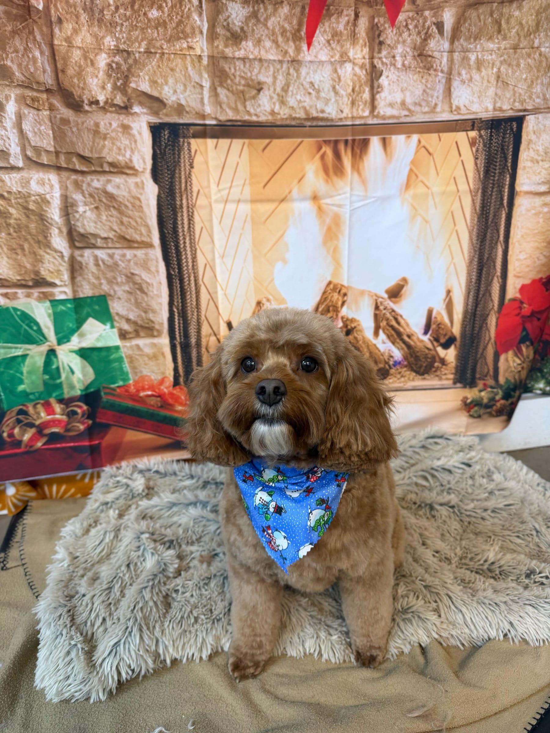 Holiday-ready Cockapoo enjoying gentle expert styling at River Paws Waunakee, Wisconsin