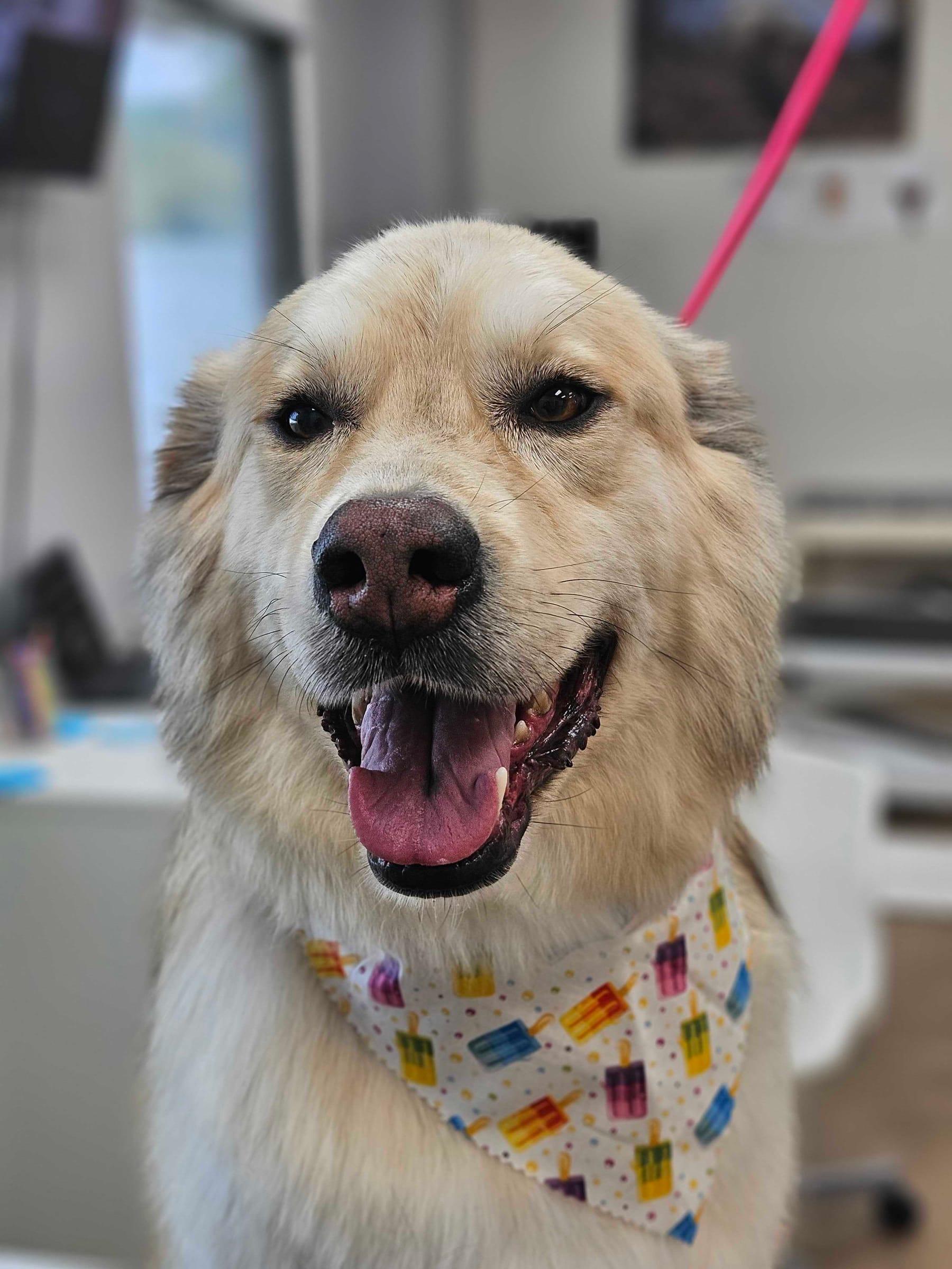 Smiling golden mix looking their best after professional grooming for DeForest area dogs at River Paws