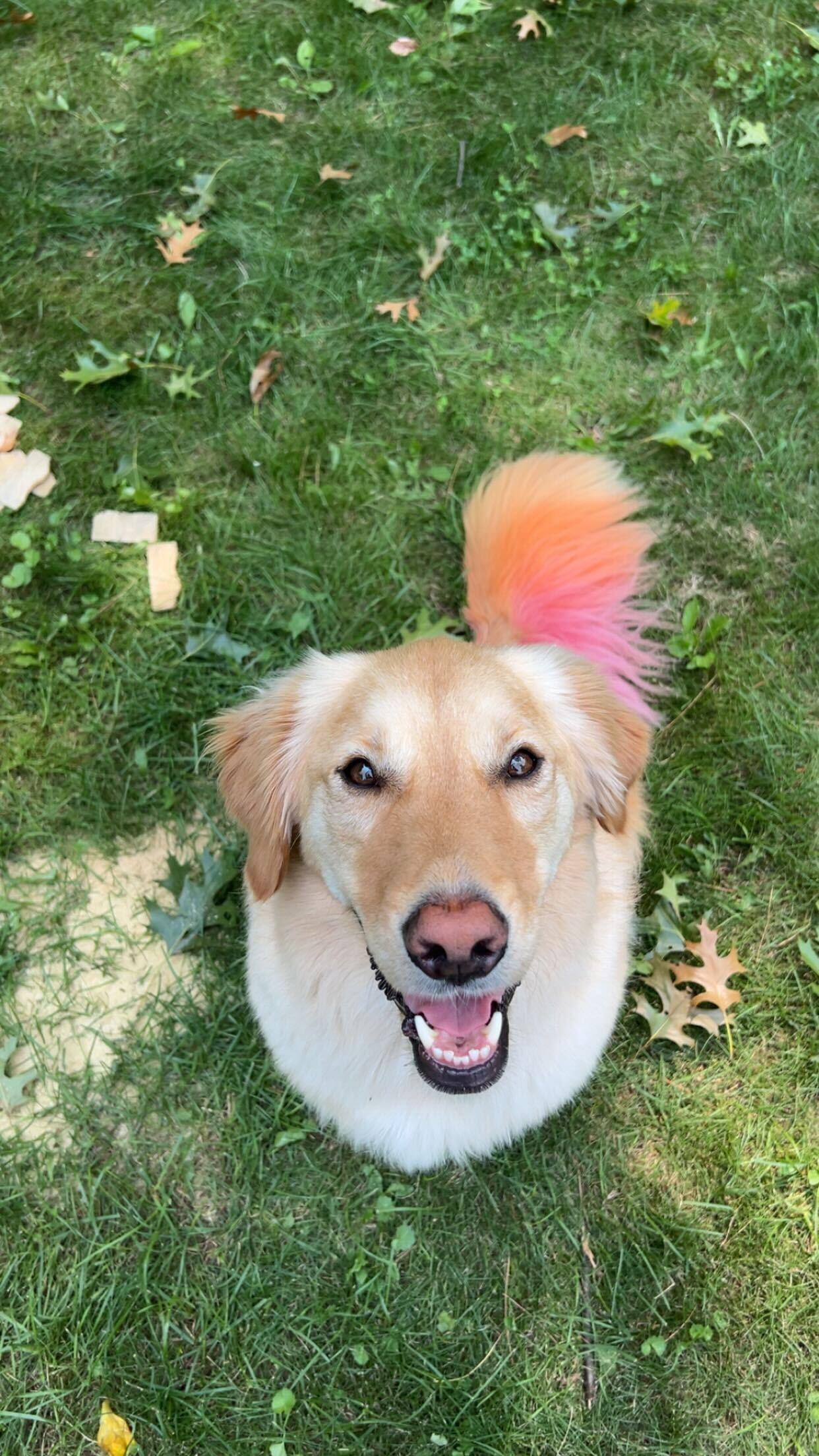 Joyful Golden Retriever celebrating with skilled grooming serving Middleton families at River Paws