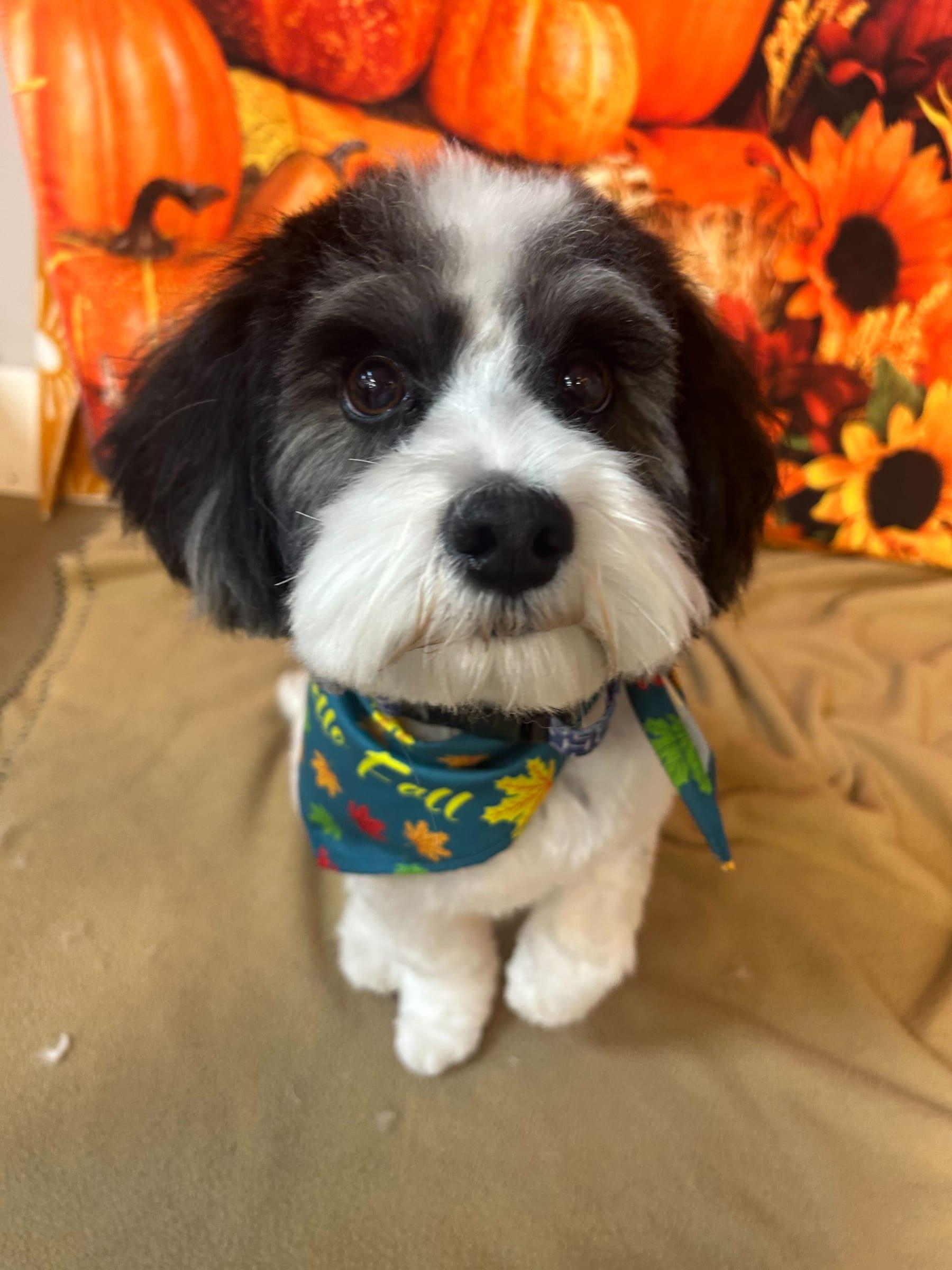 Sweet Havanese mix celebrating with professional grooming at River Paws