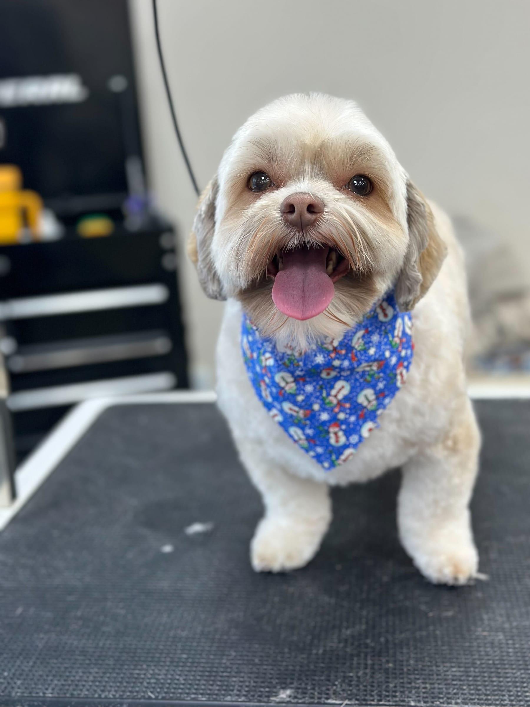 Cheerful Shih Tzu mix thriving with compassionate spa-quality grooming serving Madison families