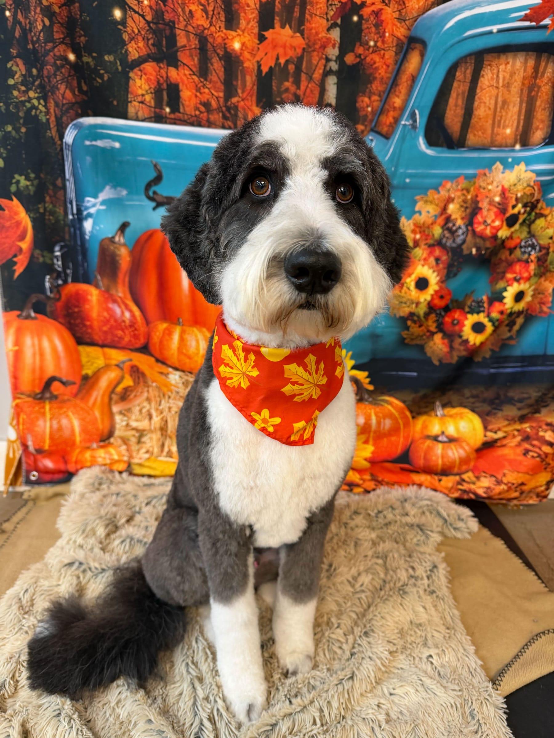 Patient doodle relaxing during skilled grooming care for Middleton area pets at River Paws