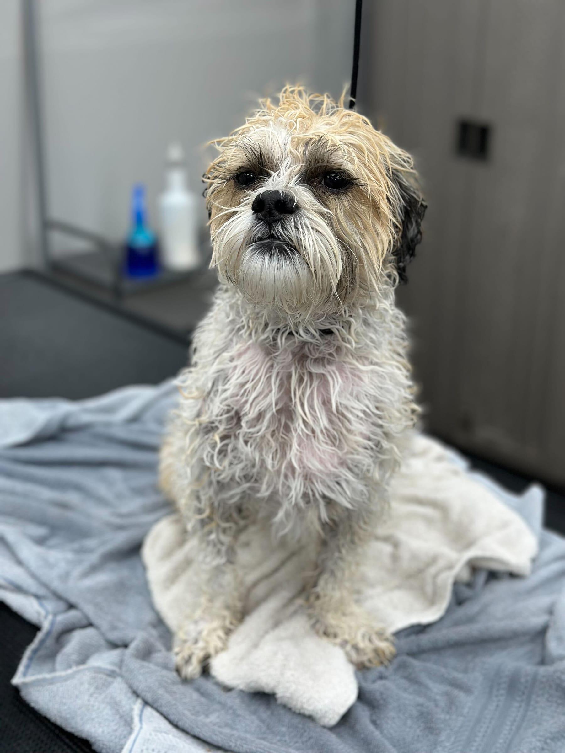 Wet Shih Tzu getting pampered with trusted grooming services serving Middleton families