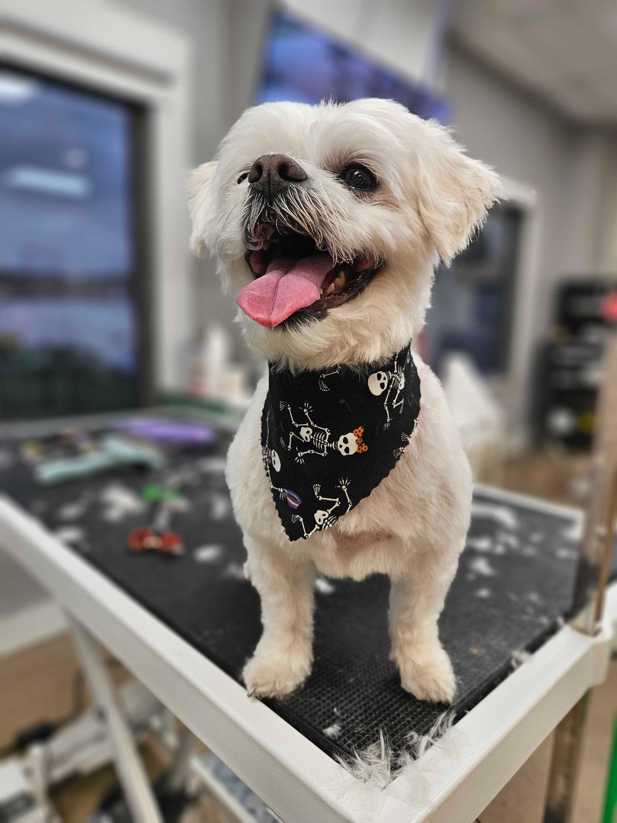 Radiant Maltese mix beaming after professional grooming serving Sun Prairie families
