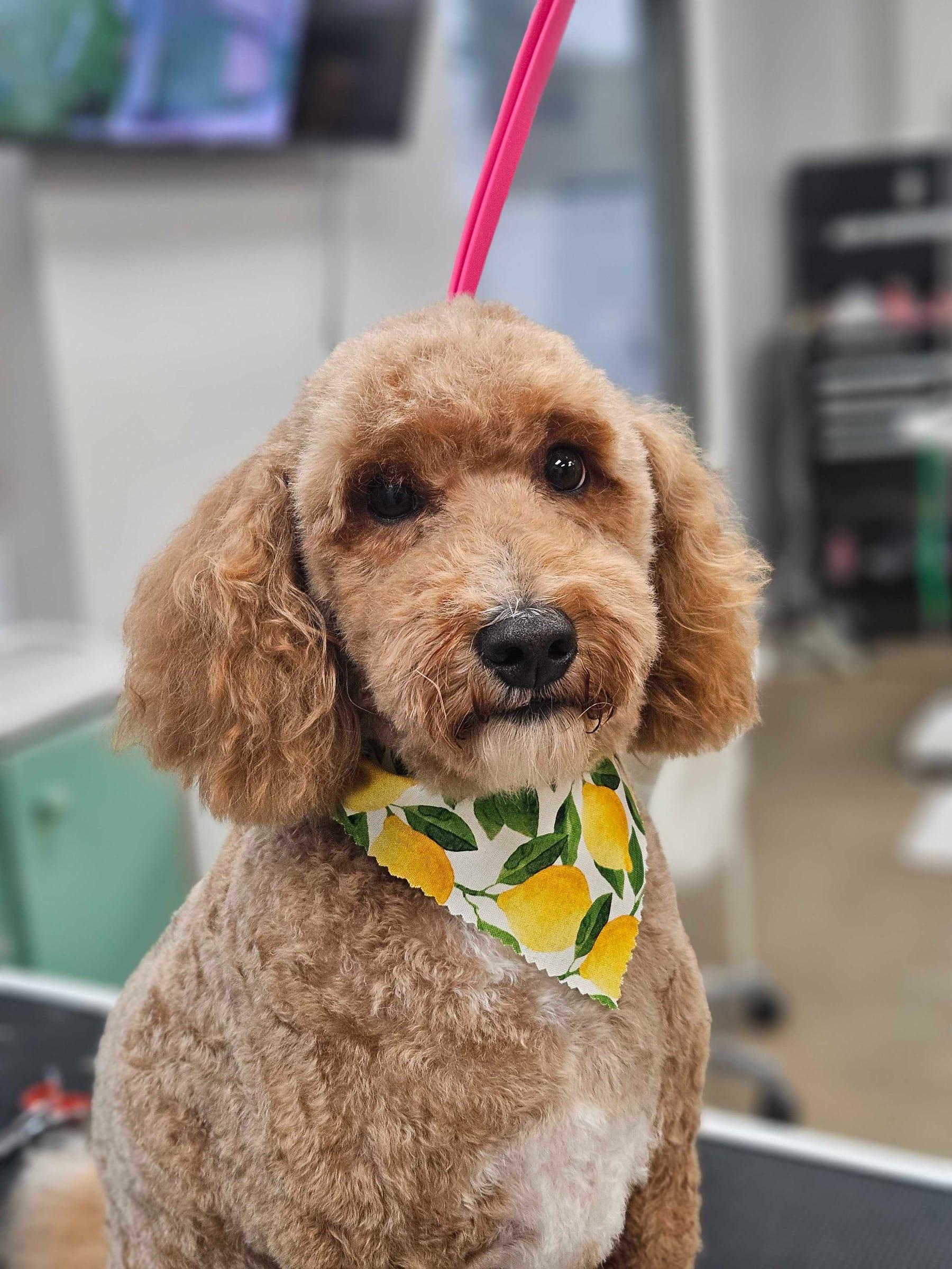 Apricot Goldendoodle with feeling confident with expert grooming at River Paws Waunakee, Wisconsin