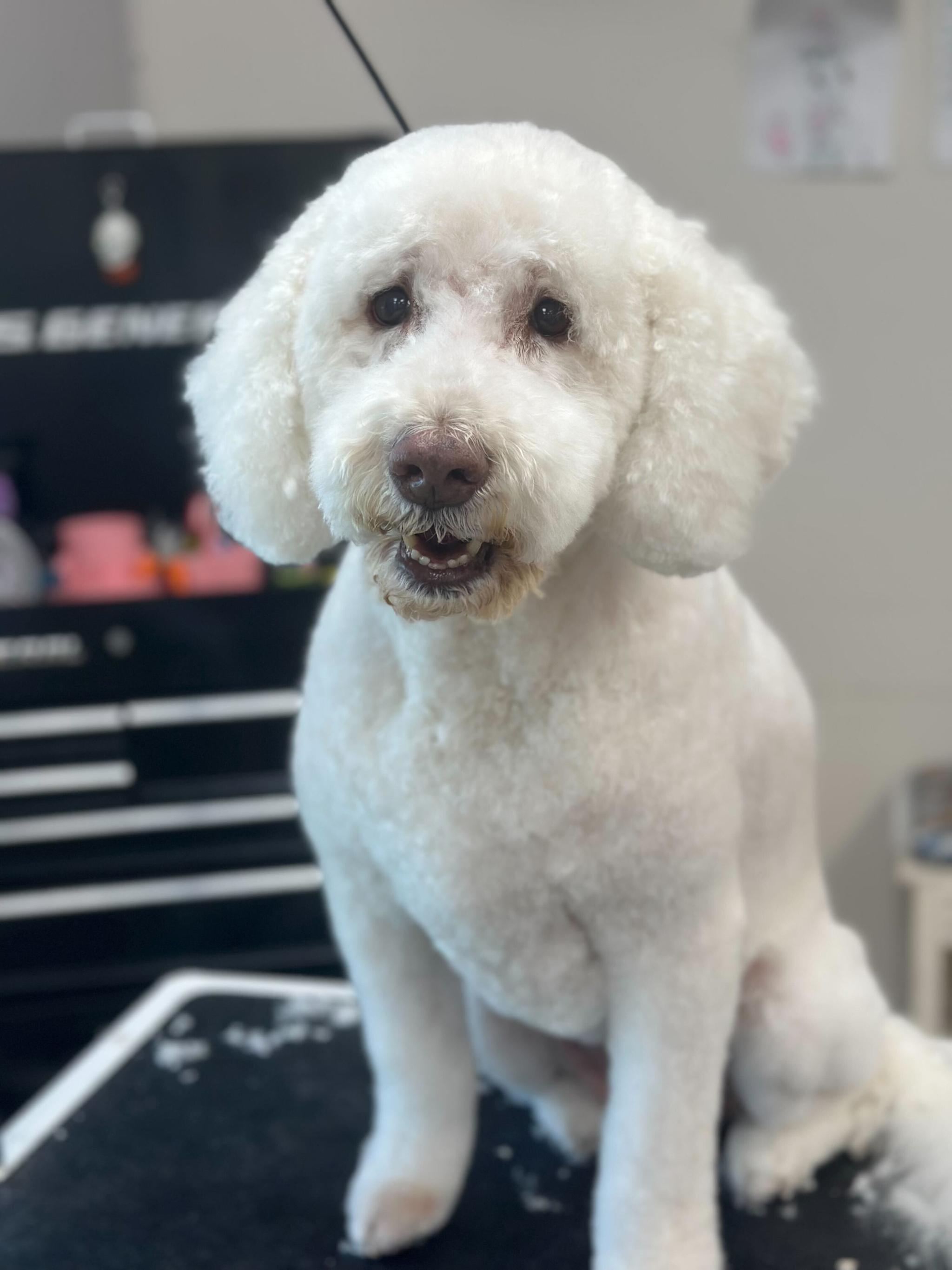 Fluffy Goldendoodle shining after premium grooming care at River Paws Waunakee, Wisconsin