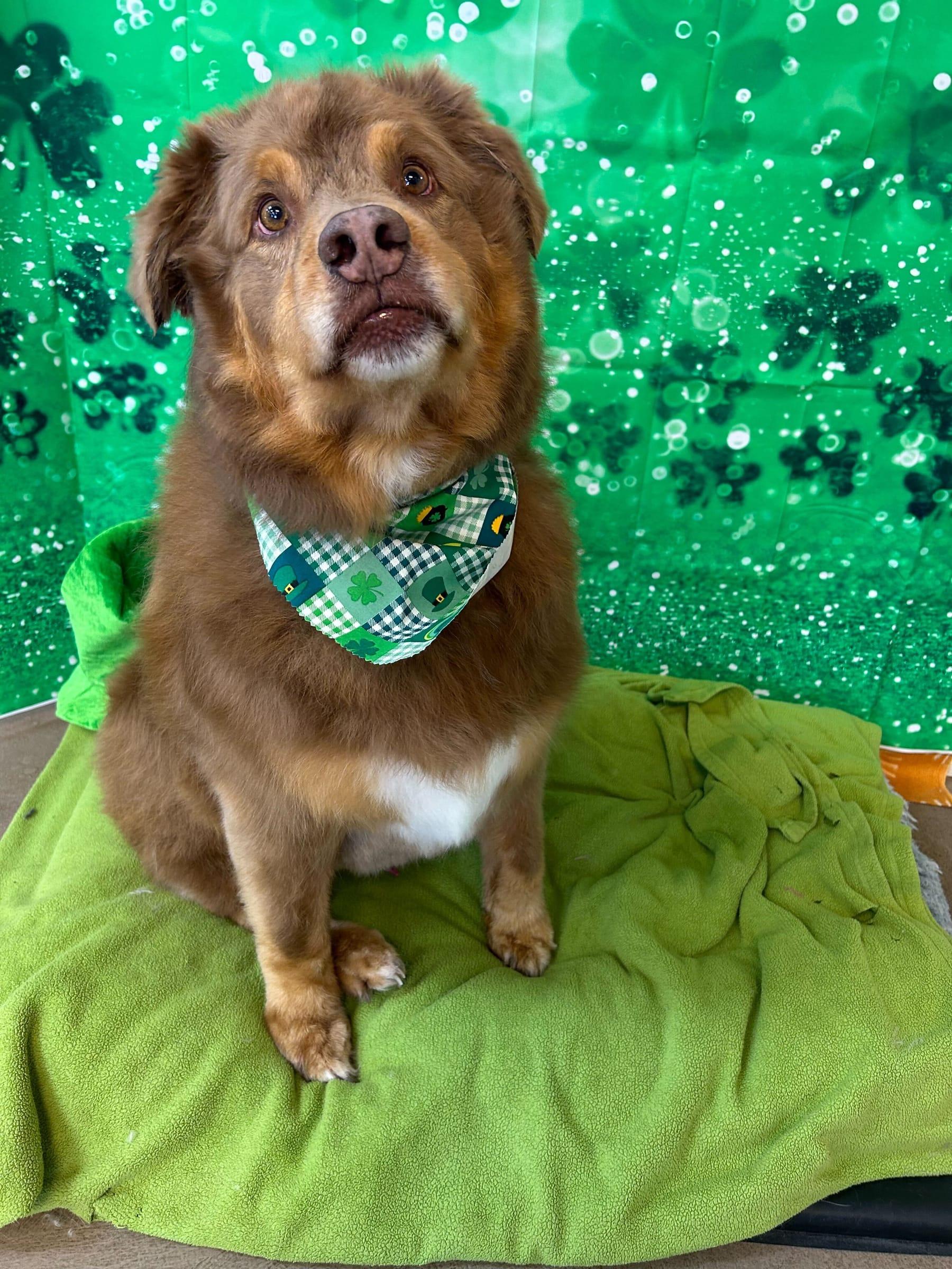 Attentive shepherd mix feeling confident with expert grooming serving Madison families
