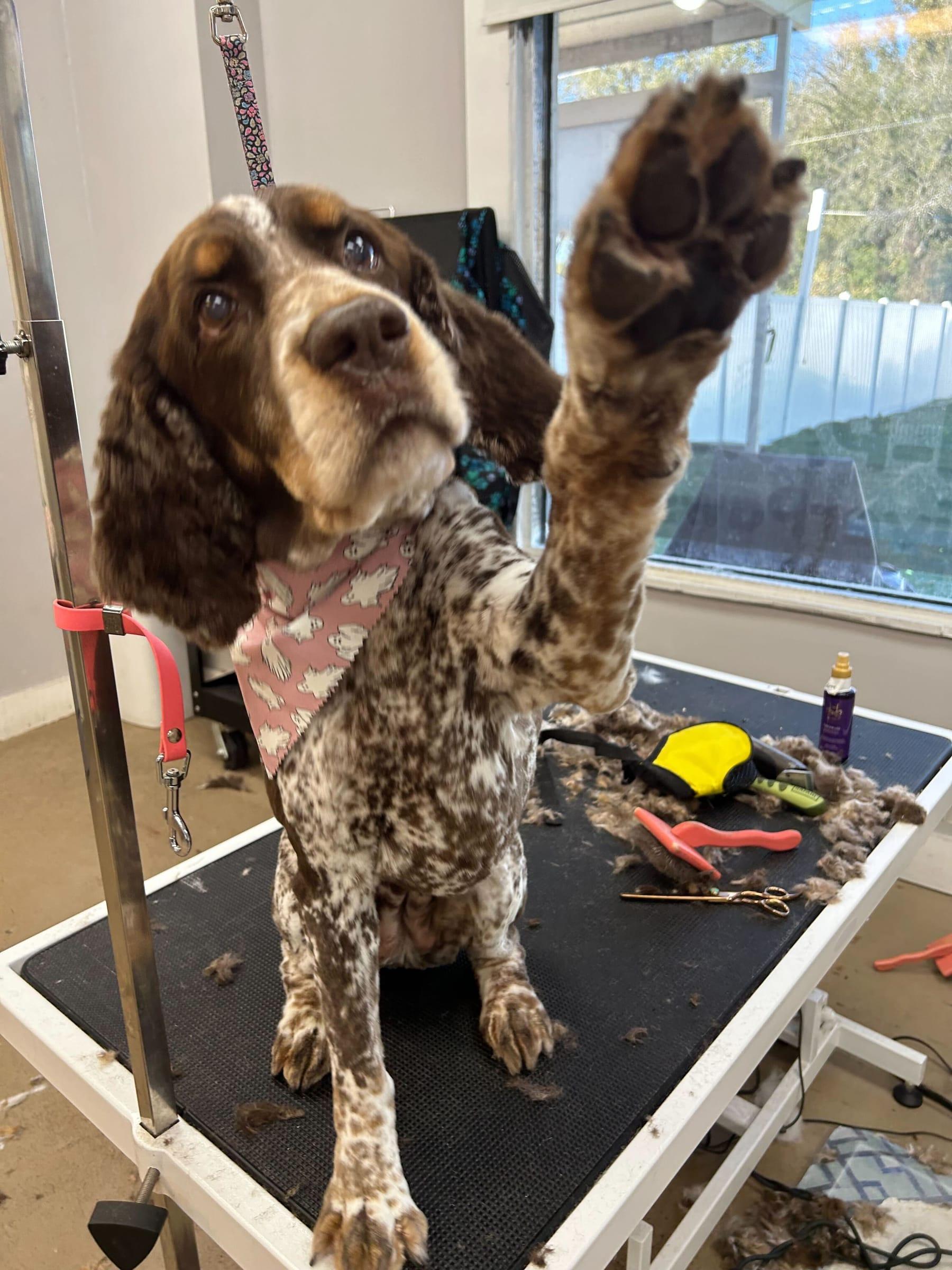 Engaging Spaniel mix experiencing stress-free trusted grooming at River Paws Waunakee, Wisconsin