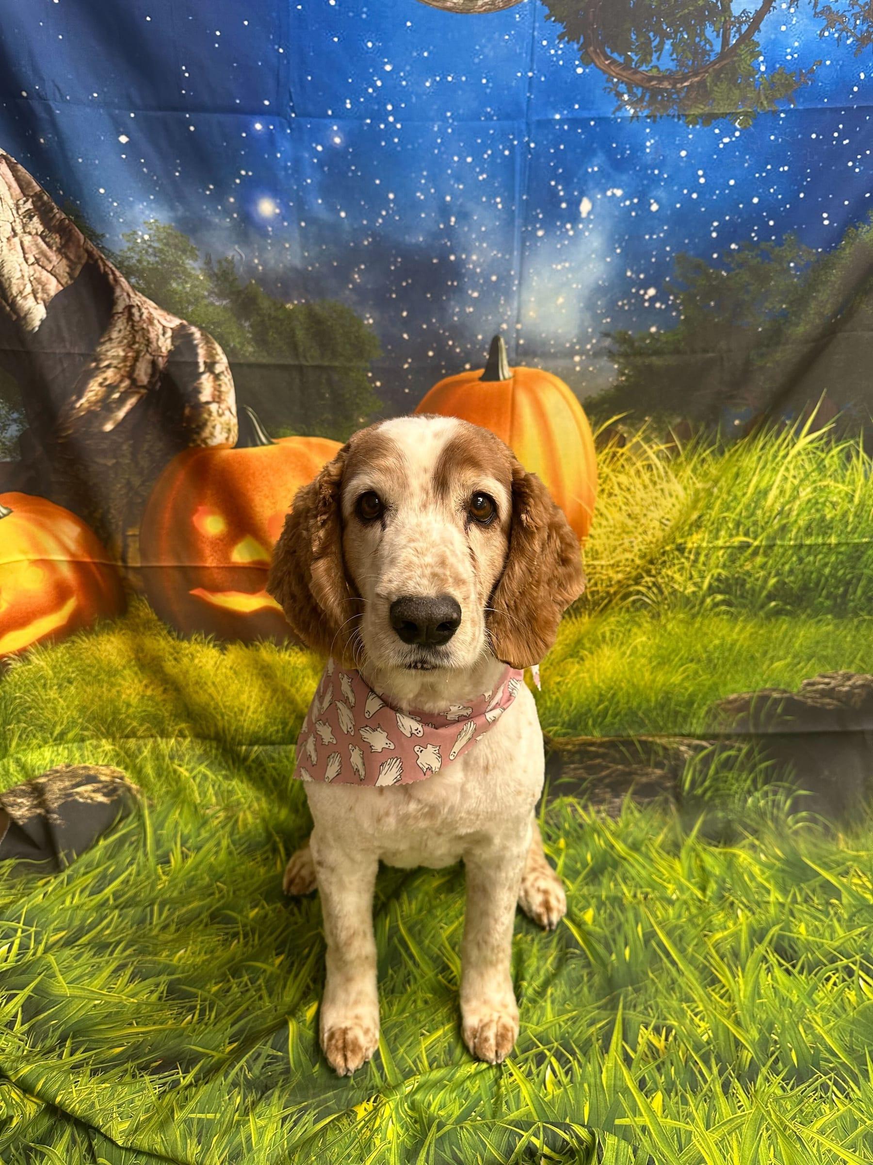 A beautiful Wisconsin Spaniel enjoying seasonal grooming services at River Paws, serving Middleton area families