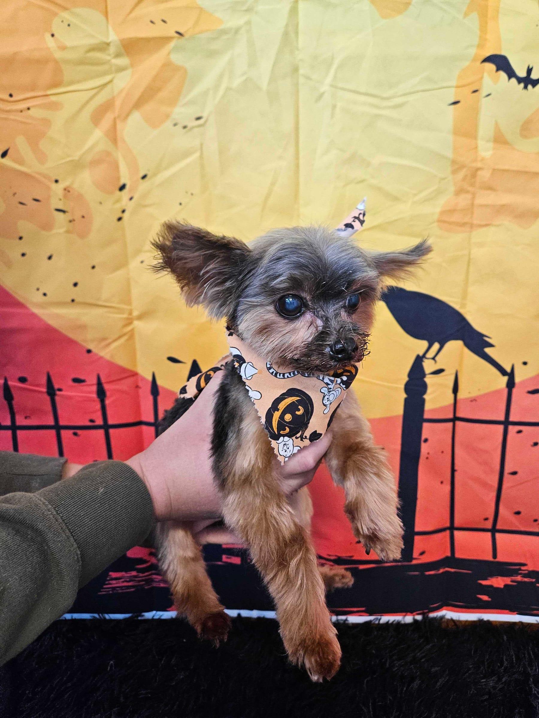 Festive terrier mix celebrating with supervised socialization serving Madison families