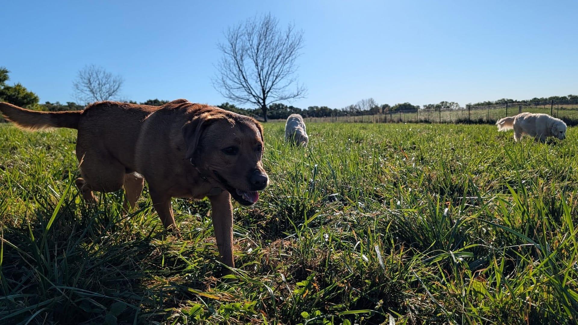Athletic Lab mix achieving peaceful exhaustion for Middleton area pets at private trail systems with River Paws