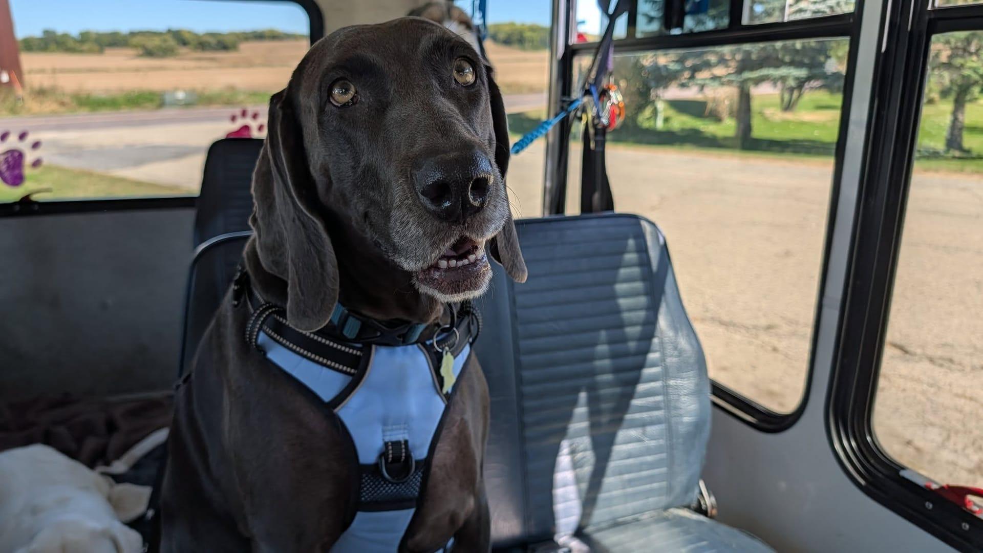 Attentive GSP becoming thriving on purpose-built wilderness trails at River Paws' exclusive facility in Waunakee, Wisconsin