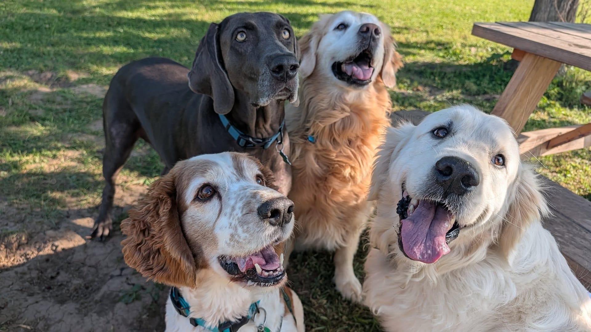 Attentive dogs building social socializing safely in expert-led adventure on gated prairie land at Waunakee's exclusive privately-built park