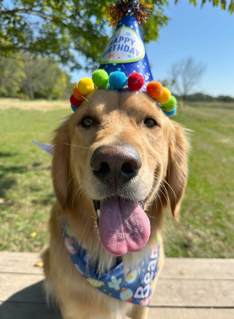 Birthday Golden Retriever thriving on purpose-built wilderness trails at River Paws' exclusive facility in Waunakee, Wisconsin