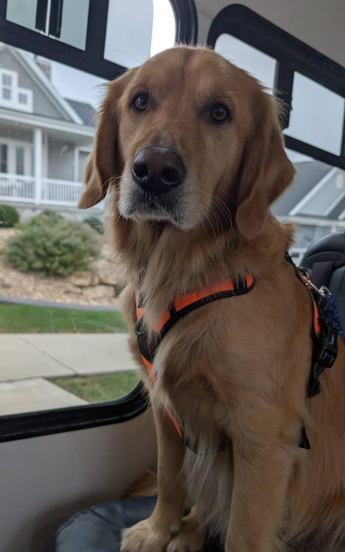 Multiple dogs wait patiently to load onto the River Paws bus in Madison.
