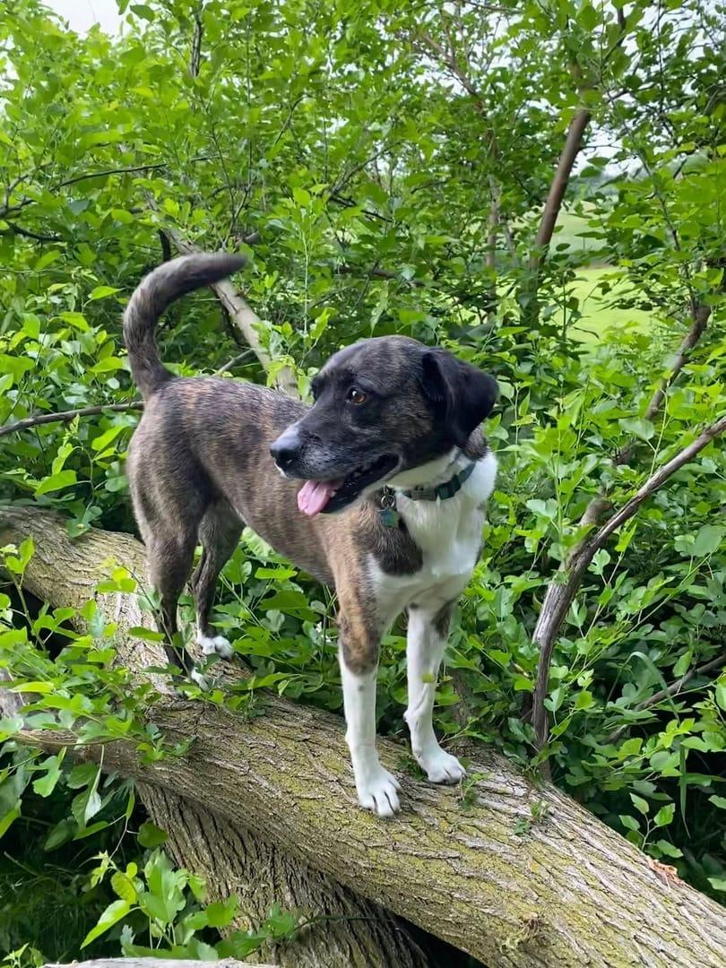 Adventurous brindle mix socializing safely in expert-led adventure on gated prairie land via Madison dog hiking on River Paws