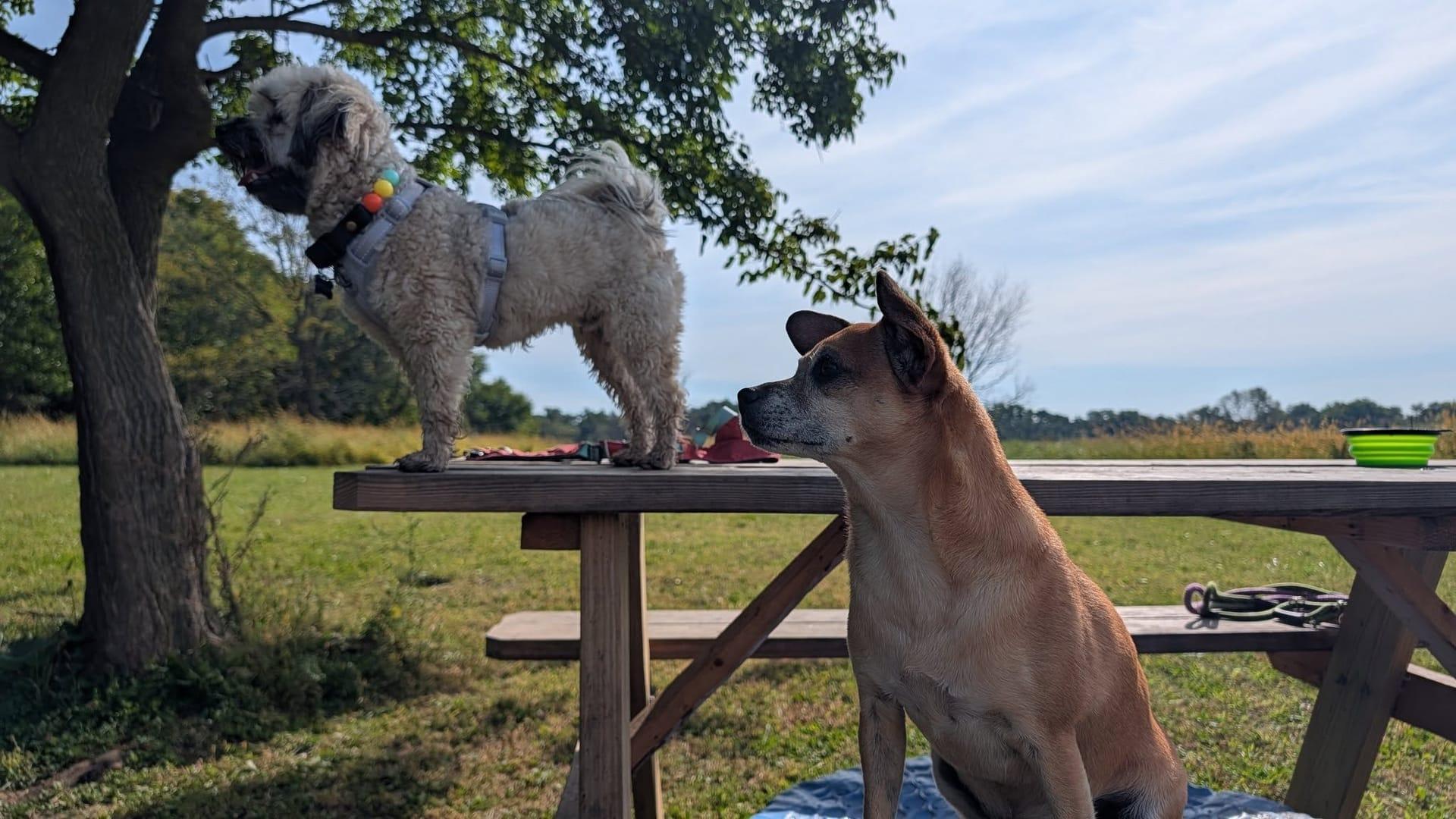 Curious small dogs socializing building confidence serving Sun Prairie families at professionally supervised wilderness trails