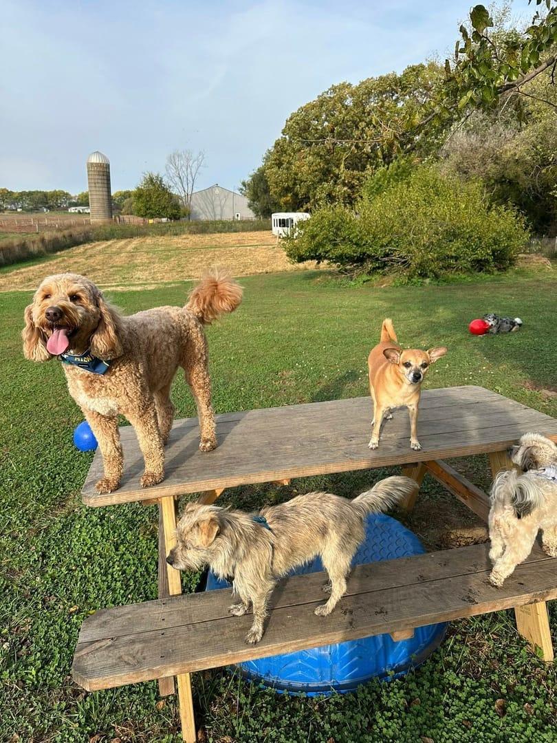 A large pack of dogs sits together on a picnic table after a River Paws adventure near Madison.