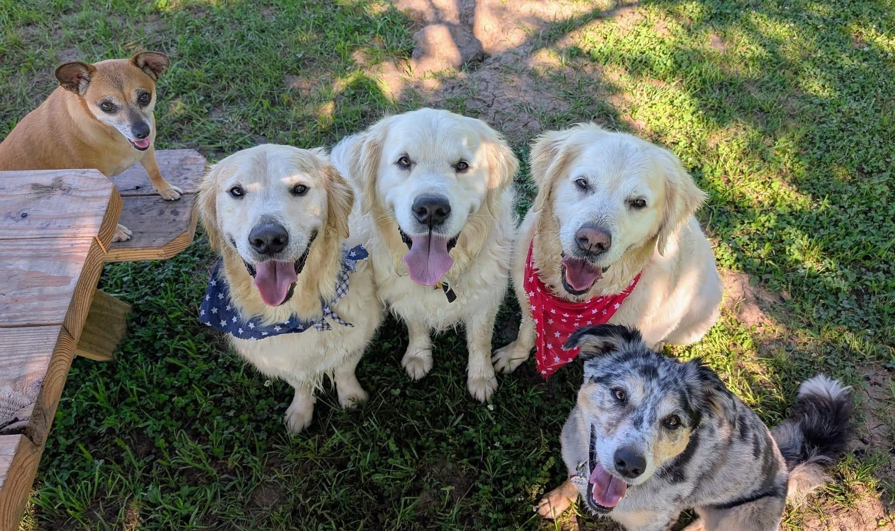 Confident mixed pack of dogs socializing on River Paws adventure hike