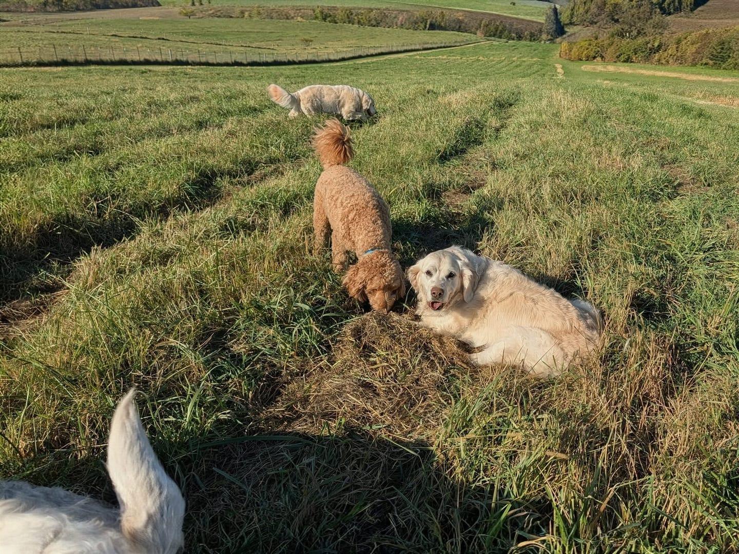 Curious dogs thriving on purpose-built wilderness trails at River Paws' exclusive facility in Waunakee, Wisconsin